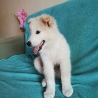 Samoyed, Köpek  Alex fotoğrafı