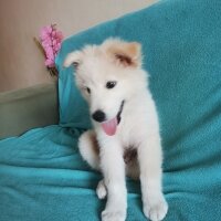 Samoyed, Köpek  Alex fotoğrafı