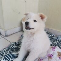 Samoyed, Köpek  Alex fotoğrafı