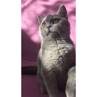 British Shorthair, Kedi  Badem fotoğrafı