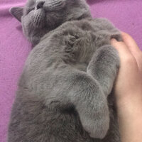 British Shorthair, Kedi  Badem fotoğrafı