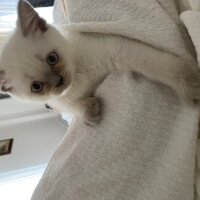 British Shorthair, Kedi  Leo fotoğrafı