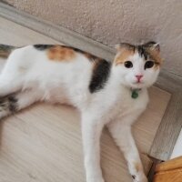 Tekir Kedi, Kedi  Bal Küpü fotoğrafı