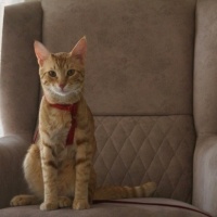 Sarman, Kedi  Tekir fotoğrafı