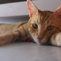 Sarman, Kedi  Tekir fotoğrafı