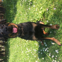 Rottweiler, Köpek  Riri fotoğrafı