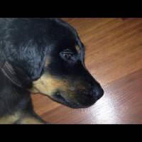 Rottweiler, Köpek  Riri fotoğrafı