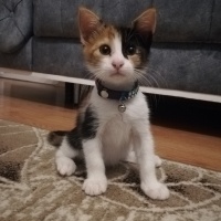 Tekir Kedi, Kedi  Mia fotoğrafı