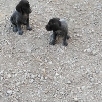 Pointer, Köpek  Dogi fotoğrafı