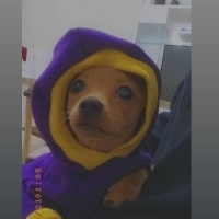 Minyatür Pinscher, Köpek  Coco fotoğrafı