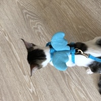 Tekir Kedi, Kedi  Umay doçka fotoğrafı