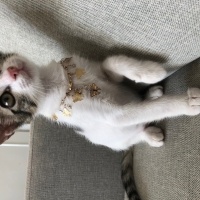 Tekir Kedi, Kedi  Umay doçka fotoğrafı