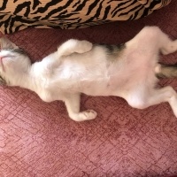 Tekir Kedi, Kedi  Umay doçka fotoğrafı