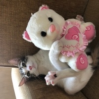 Tekir Kedi, Kedi  Umay doçka fotoğrafı