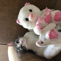 Tekir Kedi, Kedi  Umay doçka fotoğrafı