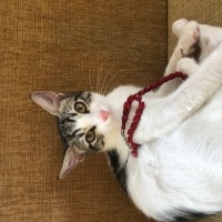 Tekir Kedi, Kedi  Umay doçka fotoğrafı