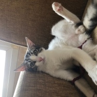 Tekir Kedi, Kedi  Umay doçka fotoğrafı