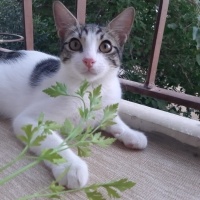Tekir Kedi, Kedi  Umay doçka fotoğrafı