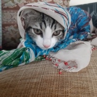 Tekir Kedi, Kedi  Umay doçka fotoğrafı