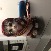 Tekir Kedi, Kedi  Umay doçka fotoğrafı