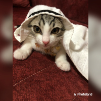 Tekir Kedi, Kedi  Umay doçka fotoğrafı