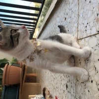 Tekir Kedi, Kedi  Umay doçka fotoğrafı