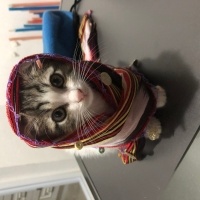 Tekir Kedi, Kedi  Umay doçka fotoğrafı