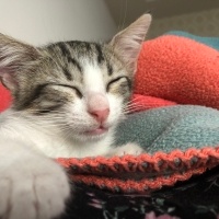Tekir Kedi, Kedi  Umay doçka fotoğrafı