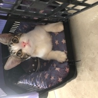 Tekir Kedi, Kedi  Umay doçka fotoğrafı