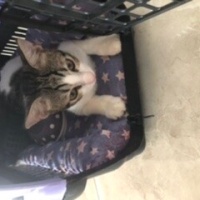 Tekir Kedi, Kedi  Umay doçka fotoğrafı