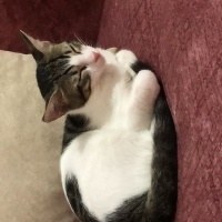 Tekir Kedi, Kedi  Umay doçka fotoğrafı