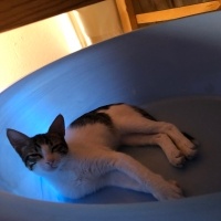 Tekir Kedi, Kedi  Umay doçka fotoğrafı