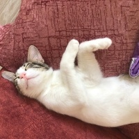 Tekir Kedi, Kedi  Umay doçka fotoğrafı