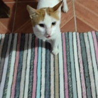Tekir Kedi, Kedi  Umay doçka fotoğrafı