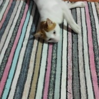 Tekir Kedi, Kedi  Umay doçka fotoğrafı