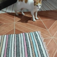 Tekir Kedi, Kedi  Umay doçka fotoğrafı
