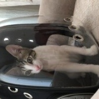 Tekir Kedi, Kedi  Umay doçka fotoğrafı