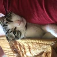 Tekir Kedi, Kedi  Umay doçka fotoğrafı