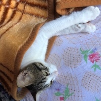 Tekir Kedi, Kedi  Umay doçka fotoğrafı
