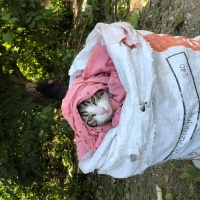 Tekir Kedi, Kedi  Umay doçka fotoğrafı