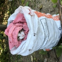 Tekir Kedi, Kedi  Umay doçka fotoğrafı