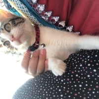 Tekir Kedi, Kedi  Umay doçka fotoğrafı