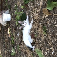 Tekir Kedi, Kedi  Umay doçka fotoğrafı