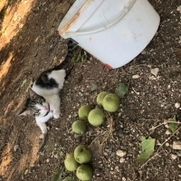 Tekir Kedi, Kedi  Umay doçka fotoğrafı