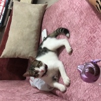 Tekir Kedi, Kedi  Umay doçka fotoğrafı