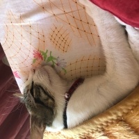 Tekir Kedi, Kedi  Umay doçka fotoğrafı