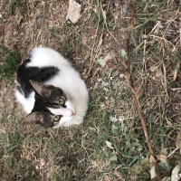 Tekir Kedi, Kedi  Umay doçka fotoğrafı