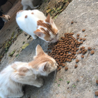 Tekir Kedi, Kedi  Umay doçka fotoğrafı