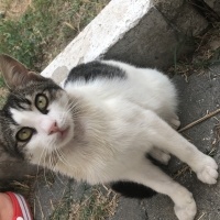 Tekir Kedi, Kedi  Umay doçka fotoğrafı