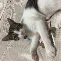 Tekir Kedi, Kedi  Umay doçka fotoğrafı